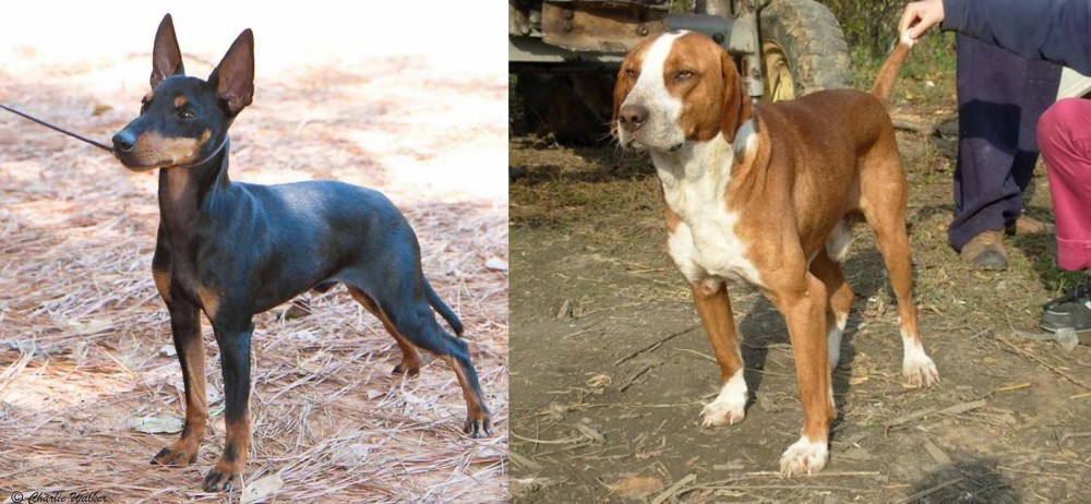 Posavac Hound vs English Toy Terrier (Black & Tan) - Breed Comparison