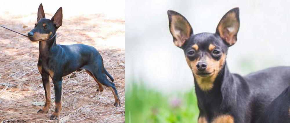 Prazsky Krysarik vs English Toy Terrier (Black & Tan) - Breed Comparison