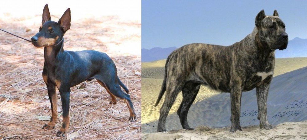 Presa Canario vs English Toy Terrier (Black & Tan) - Breed Comparison