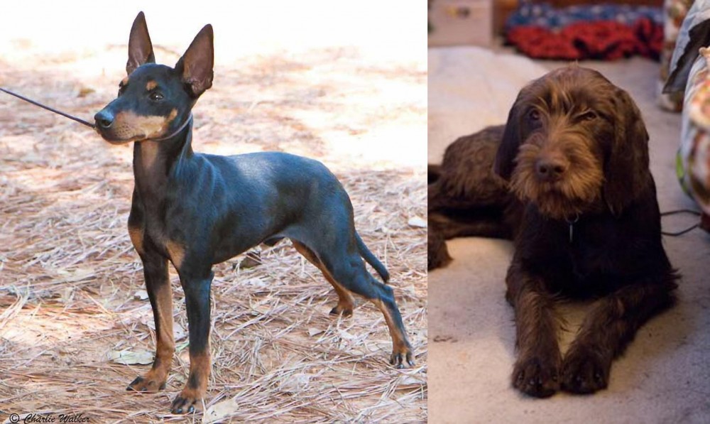 Pudelpointer vs English Toy Terrier (Black & Tan) - Breed Comparison