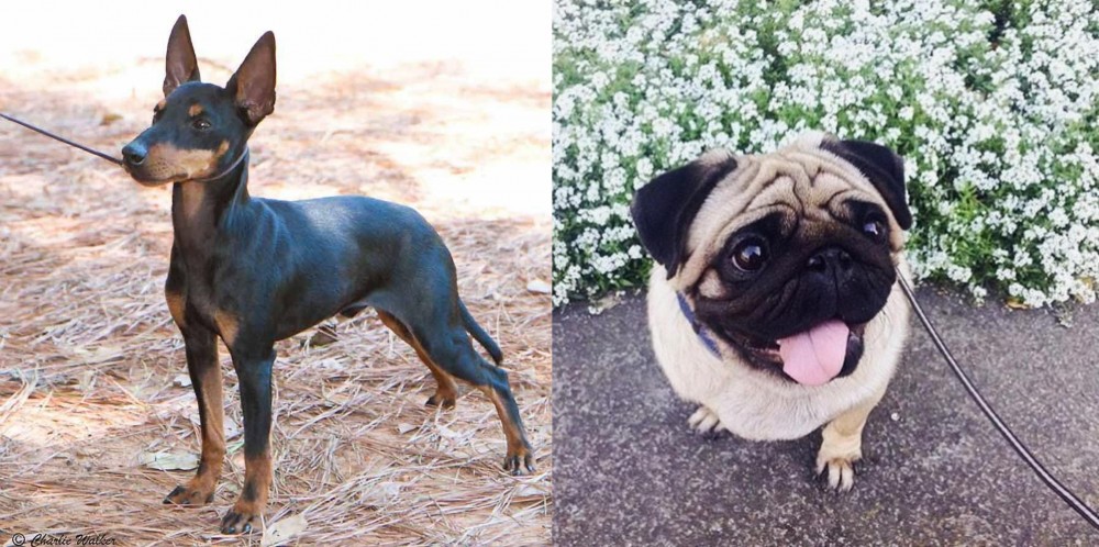 Pug vs English Toy Terrier (Black & Tan) - Breed Comparison