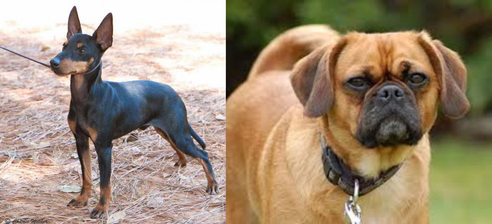 Pugalier vs English Toy Terrier (Black & Tan) - Breed Comparison
