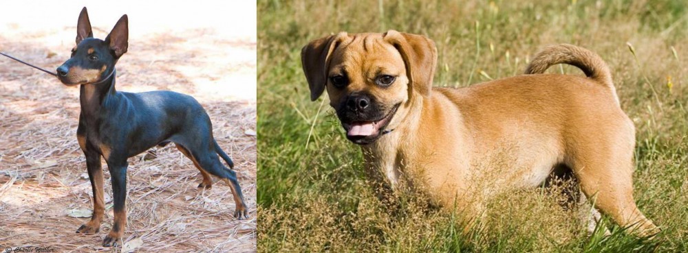 Puggle vs English Toy Terrier (Black & Tan) - Breed Comparison