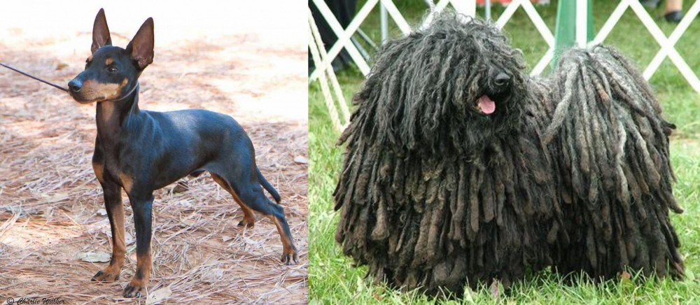 Puli vs English Toy Terrier (Black & Tan) - Breed Comparison