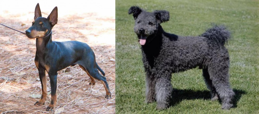 Pumi vs English Toy Terrier (Black & Tan) - Breed Comparison