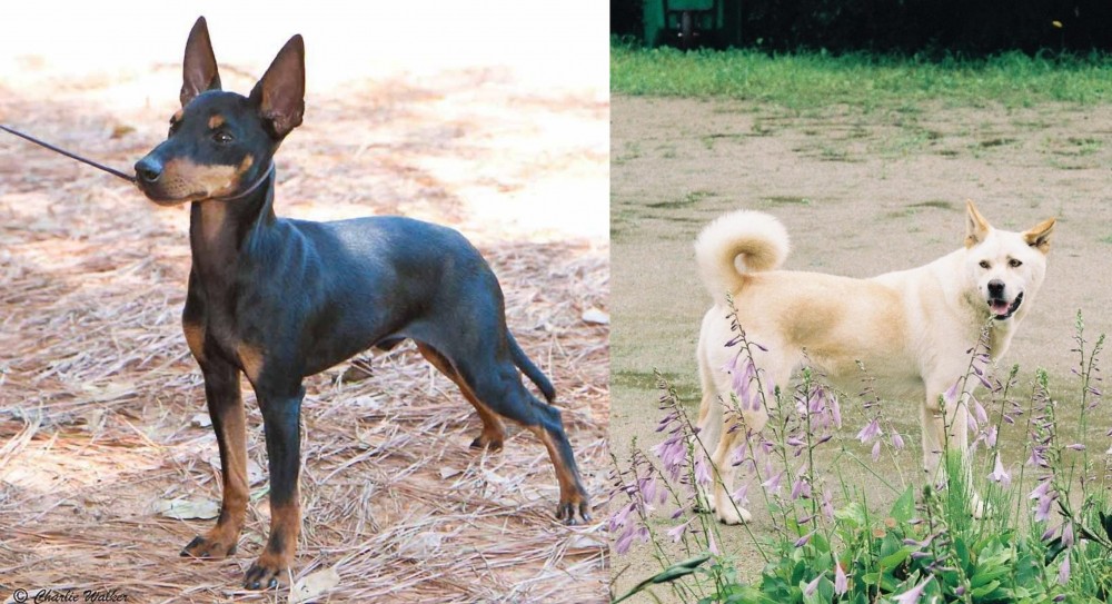 Pungsan Dog vs English Toy Terrier (Black & Tan) - Breed Comparison