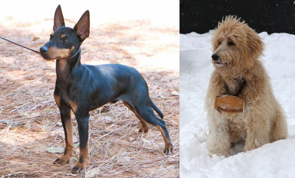 Pyredoodle vs English Toy Terrier (Black & Tan) - Breed Comparison