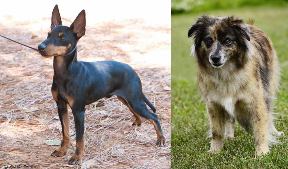Pyrenean Shepherd vs English Toy Terrier (Black & Tan) - Breed Comparison