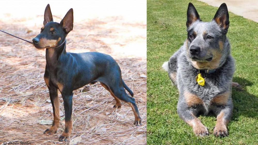 Queensland Heeler vs English Toy Terrier (Black & Tan) - Breed Comparison