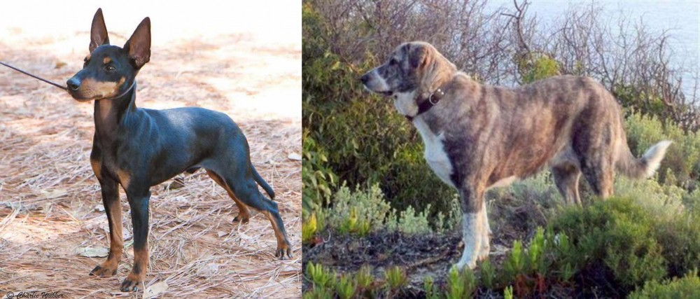 Rafeiro do Alentejo vs English Toy Terrier (Black & Tan) - Breed Comparison