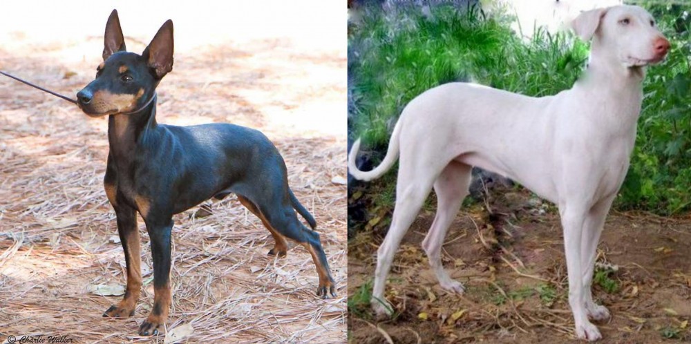 Rajapalayam vs English Toy Terrier (Black & Tan) - Breed Comparison
