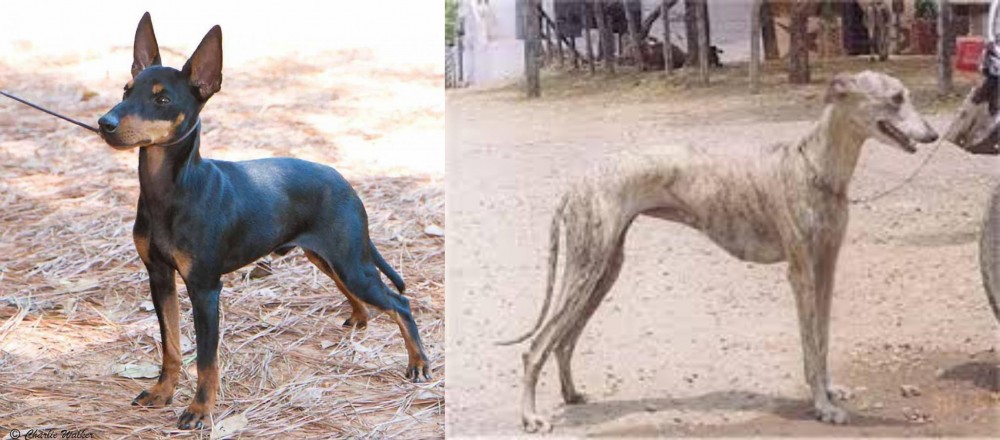 Rampur Greyhound vs English Toy Terrier (Black & Tan) - Breed Comparison
