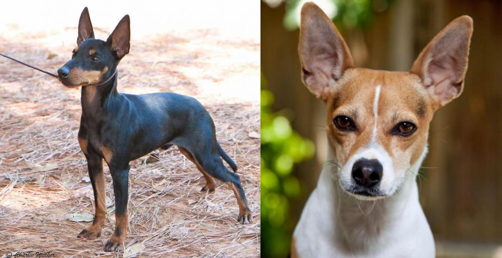 Rat Terrier vs English Toy Terrier (Black & Tan) - Breed Comparison