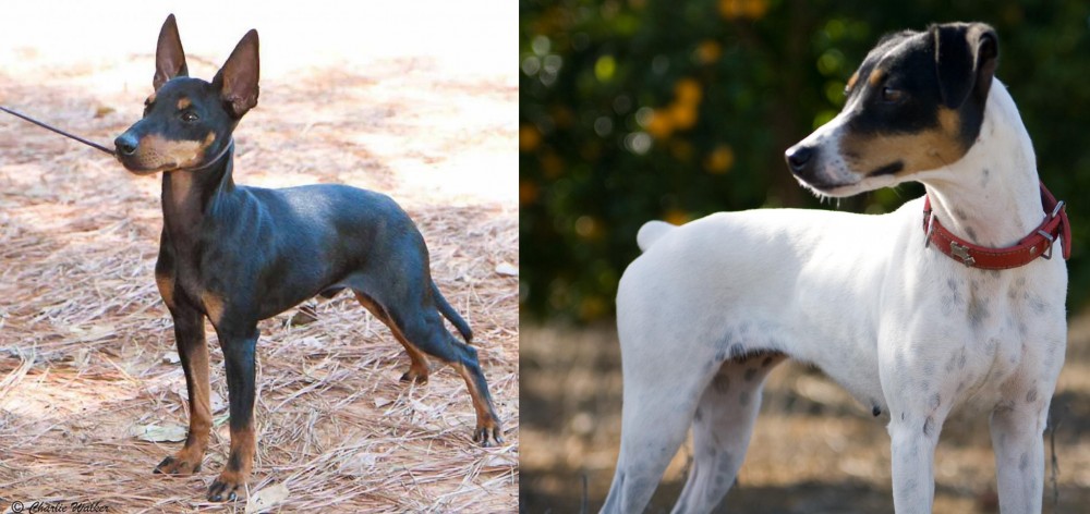 Ratonero Bodeguero Andaluz vs English Toy Terrier (Black & Tan) - Breed Comparison