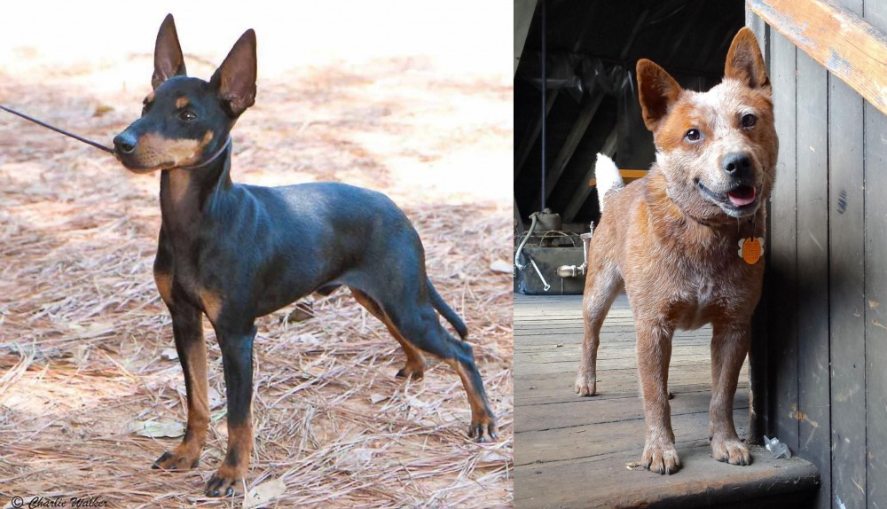 Red Heeler vs English Toy Terrier (Black & Tan) - Breed Comparison