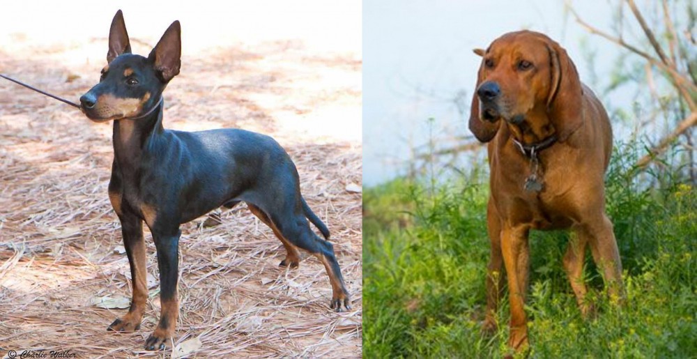 Redbone Coonhound vs English Toy Terrier (Black & Tan) - Breed Comparison