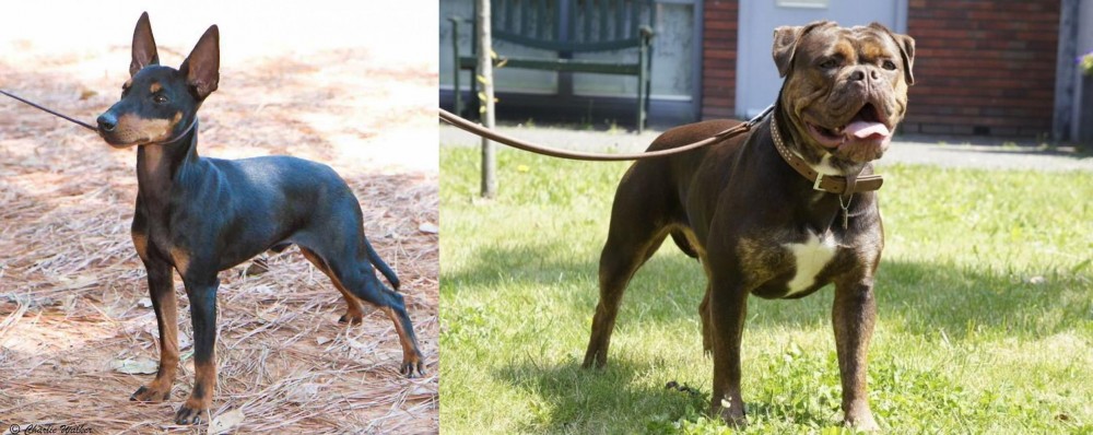 Renascence Bulldogge vs English Toy Terrier (Black & Tan) - Breed Comparison