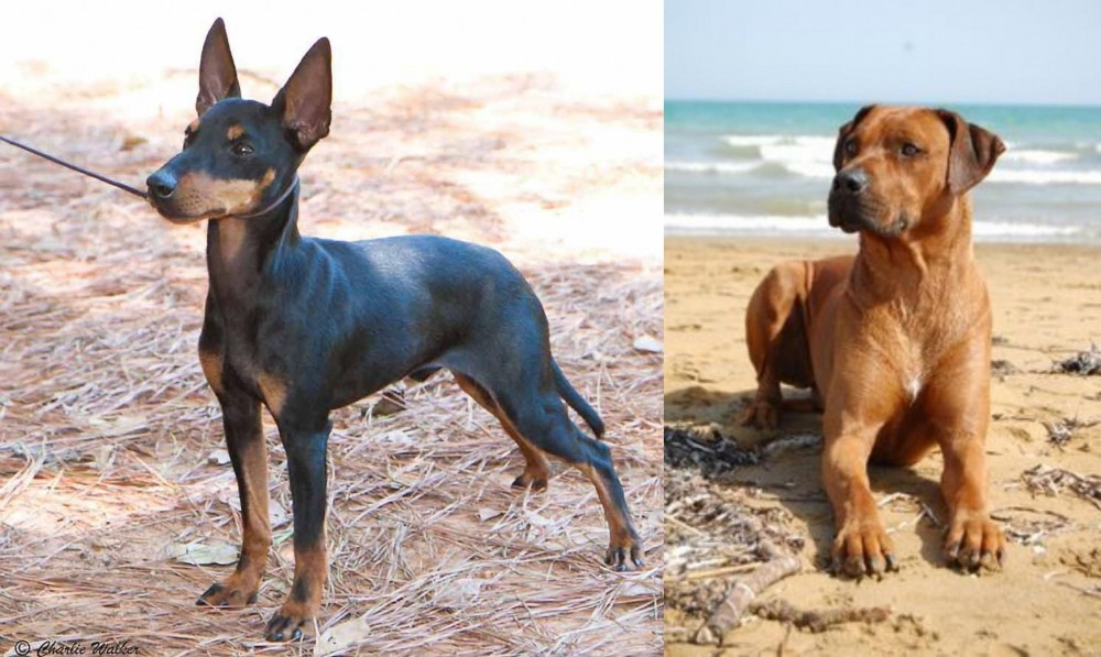 Rhodesian Ridgeback vs English Toy Terrier (Black & Tan) - Breed Comparison