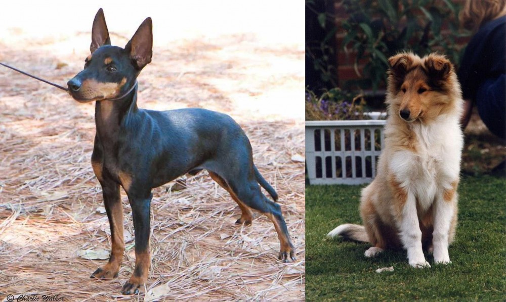Rough Collie vs English Toy Terrier (Black & Tan) - Breed Comparison
