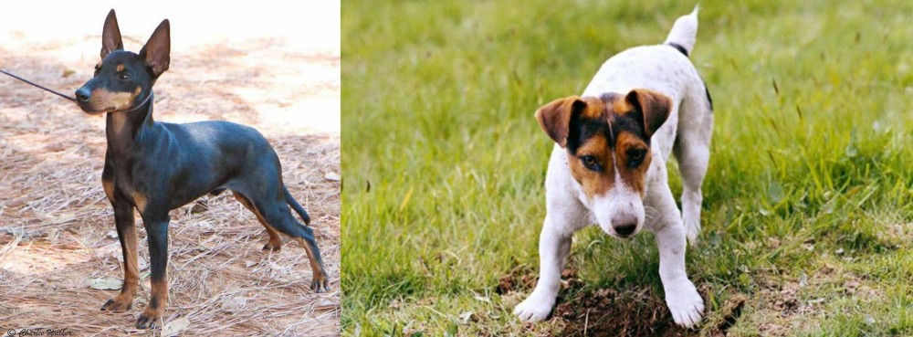 Russell Terrier vs English Toy Terrier (Black & Tan) - Breed Comparison