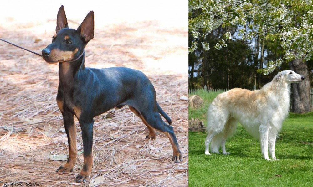 Russian Hound vs English Toy Terrier (Black & Tan) - Breed Comparison