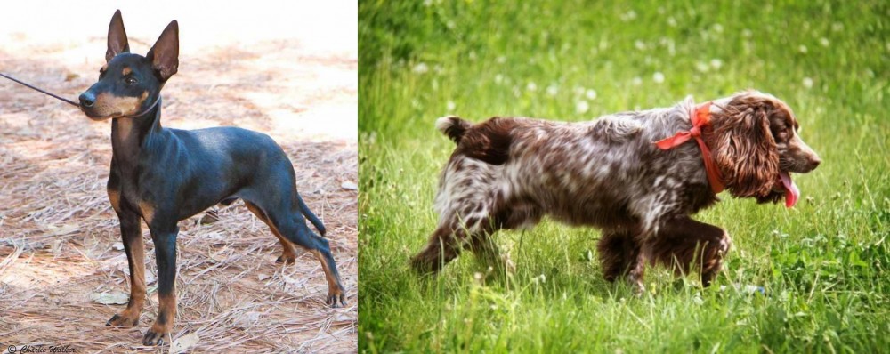 Russian Spaniel vs English Toy Terrier (Black & Tan) - Breed Comparison