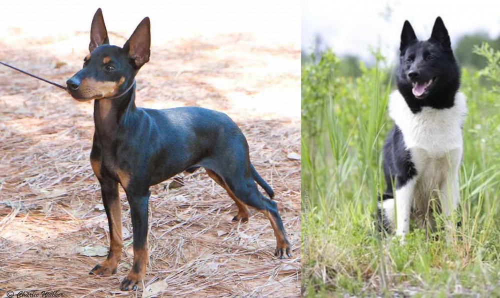 Russo-European Laika vs English Toy Terrier (Black & Tan) - Breed Comparison