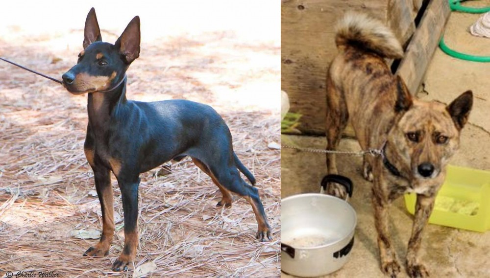 Ryukyu Inu vs English Toy Terrier (Black & Tan) - Breed Comparison
