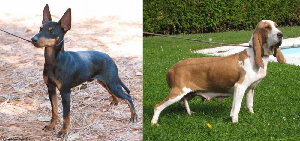 Sabueso Espanol vs English Toy Terrier (Black & Tan) - Breed Comparison