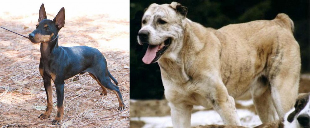 Sage Koochee vs English Toy Terrier (Black & Tan) - Breed Comparison