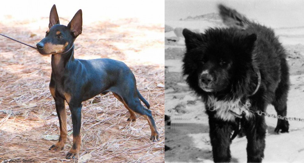 Sakhalin Husky vs English Toy Terrier (Black & Tan) - Breed Comparison