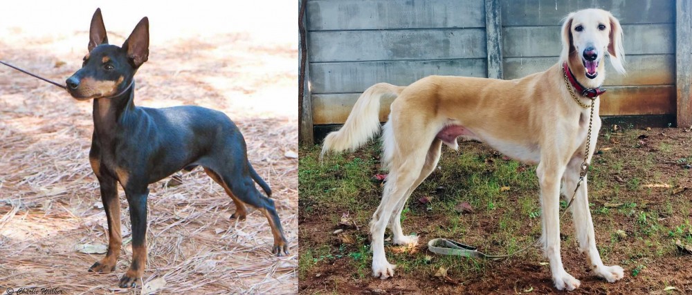 Saluki vs English Toy Terrier (Black & Tan) - Breed Comparison