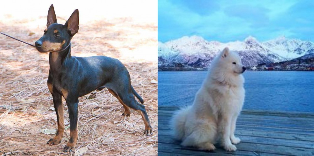 Samoyed vs English Toy Terrier (Black & Tan) - Breed Comparison