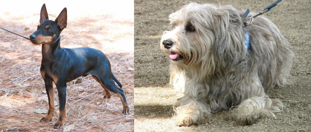 Sapsali vs English Toy Terrier (Black & Tan) - Breed Comparison