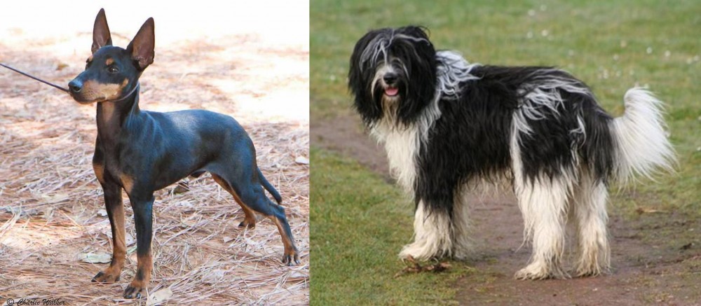 Schapendoes vs English Toy Terrier (Black & Tan) - Breed Comparison