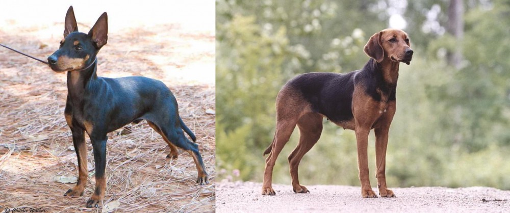 Schillerstovare vs English Toy Terrier (Black & Tan) - Breed Comparison