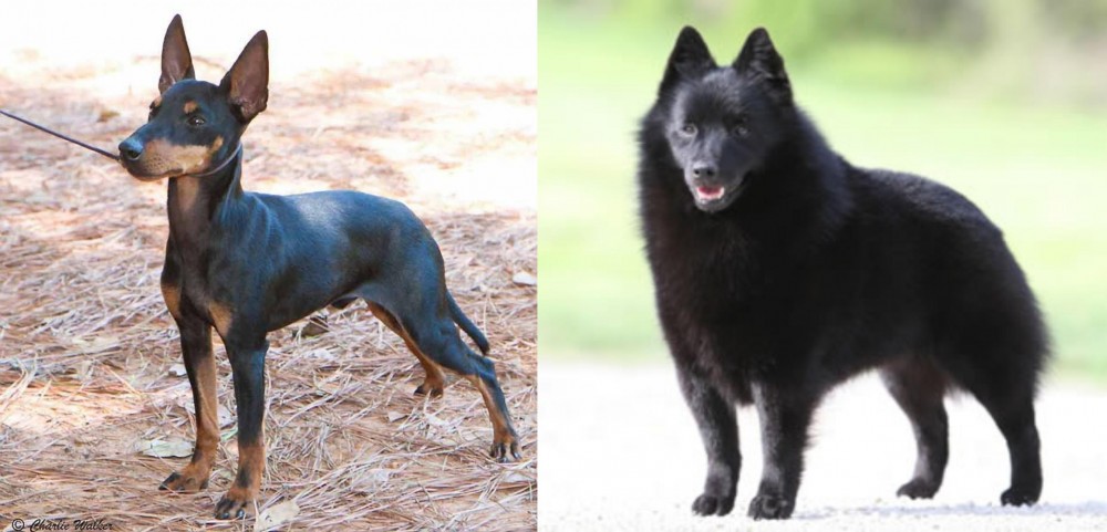 Schipperke vs English Toy Terrier (Black & Tan) - Breed Comparison