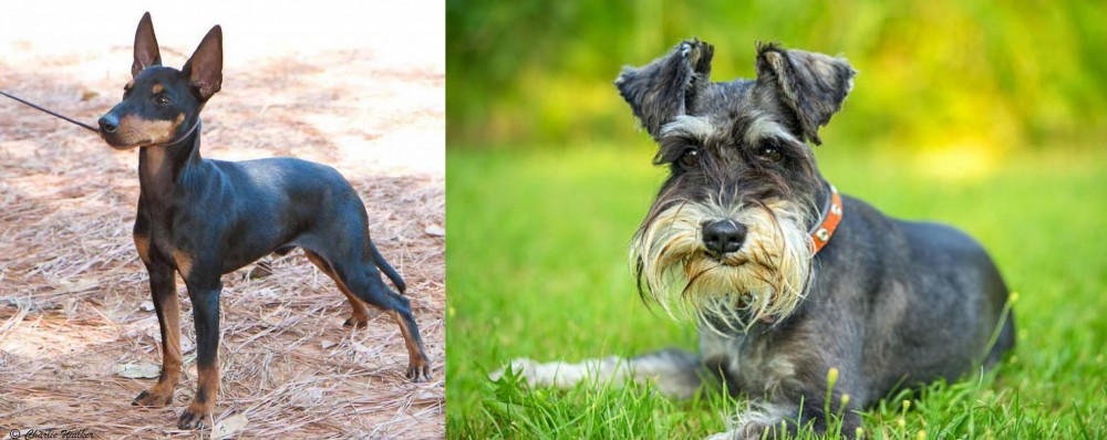 Schnauzer vs English Toy Terrier (Black & Tan) - Breed Comparison