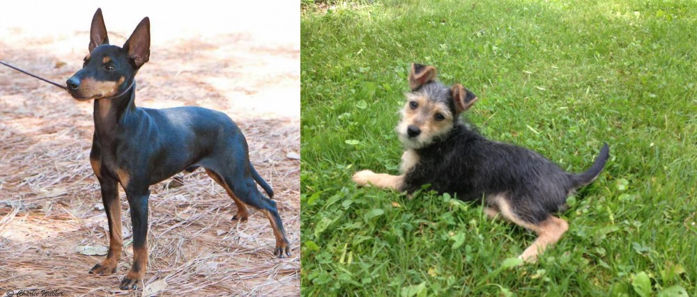 Schnorkie vs English Toy Terrier (Black & Tan) - Breed Comparison
