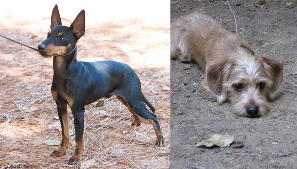 Schweenie vs English Toy Terrier (Black & Tan) - Breed Comparison