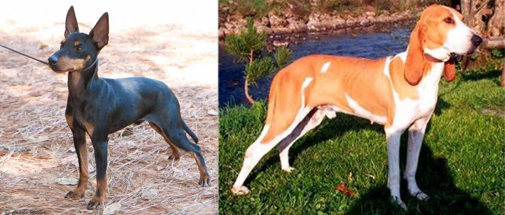 Schweizer Laufhund vs English Toy Terrier (Black & Tan) - Breed Comparison