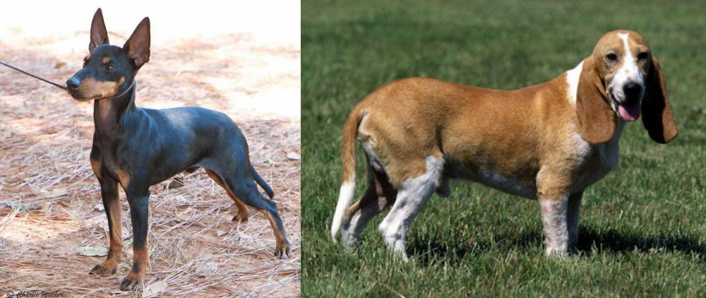 Schweizer Niederlaufhund vs English Toy Terrier (Black & Tan) - Breed Comparison