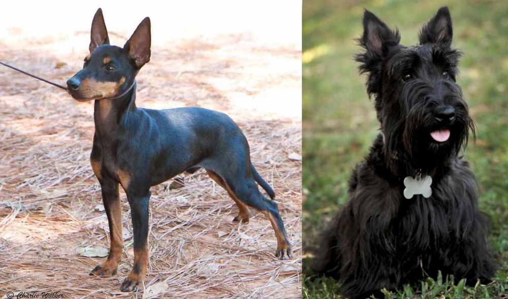 Scoland Terrier vs English Toy Terrier (Black & Tan) - Breed Comparison