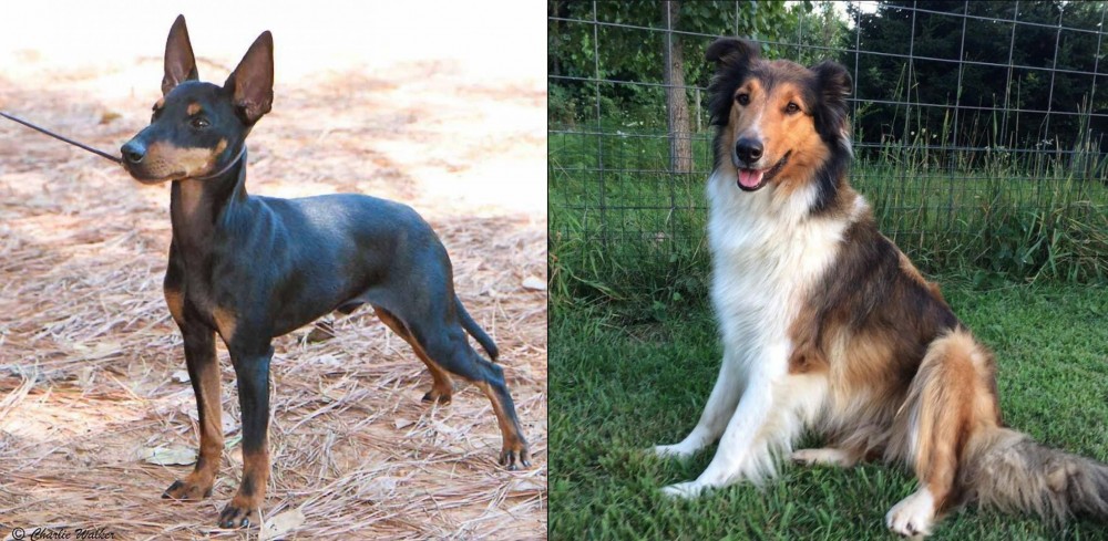Scotch Collie vs English Toy Terrier (Black & Tan) - Breed Comparison