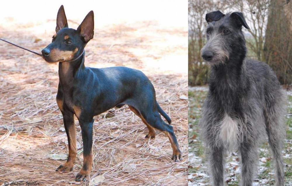 Scottish Deerhound vs English Toy Terrier (Black & Tan) - Breed Comparison