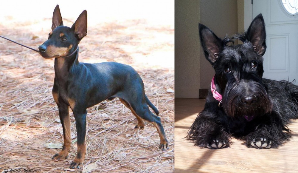 Scottish Terrier vs English Toy Terrier (Black & Tan) - Breed Comparison