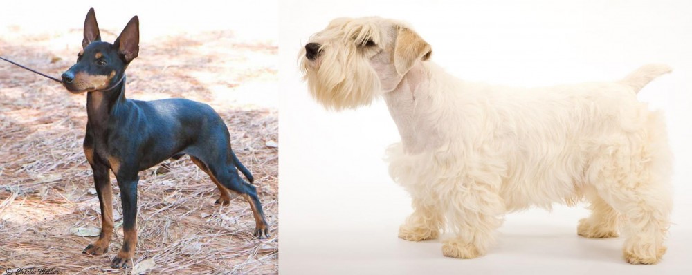 Sealyham Terrier vs English Toy Terrier (Black & Tan) - Breed Comparison