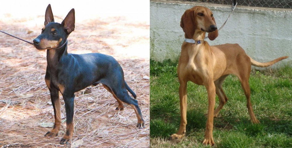 Segugio Italiano vs English Toy Terrier (Black & Tan) - Breed Comparison