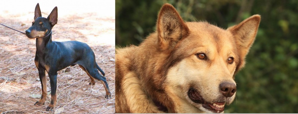 Seppala Siberian Sleddog vs English Toy Terrier (Black & Tan) - Breed Comparison
