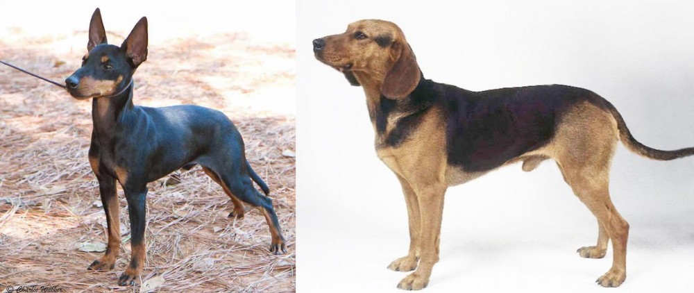 Serbian Hound vs English Toy Terrier (Black & Tan) - Breed Comparison